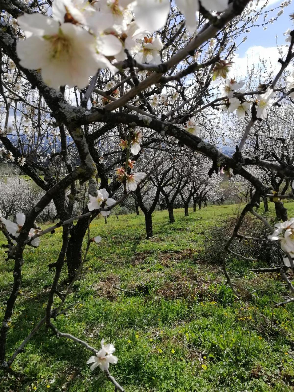 Agriturismo Vemi Villa Santa Sofia d'Epiro ภายนอก รูปภาพ